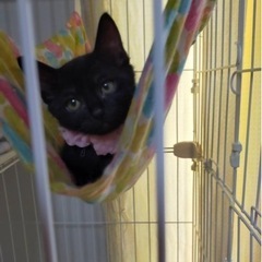黒猫子猫ちゃん姉妹です。正式譲渡となりました。
