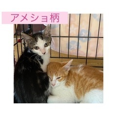 アメショ柄のサバシロちゃん