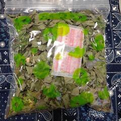 自家用どくだみ茶100g