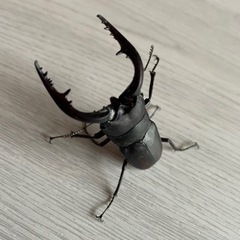 ノコギリクワガタの画像