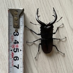 ノコギリクワガタの画像