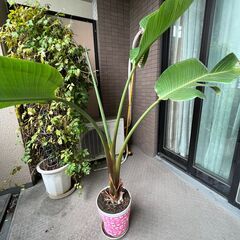 繁栄する観葉植物お譲りします！の画像