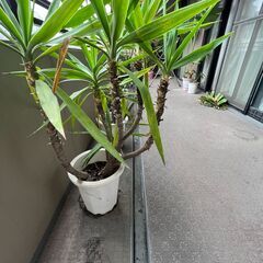 繁栄する観葉植物お譲りします！の画像