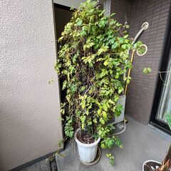 繁栄する観葉植物お譲りします！の画像