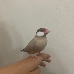 シナモン文鳥　生後8ヶ月