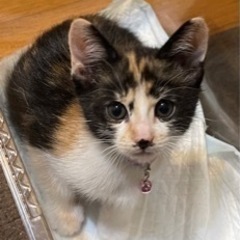 里親様決定しました！ありがとうございました🙇‍♀️