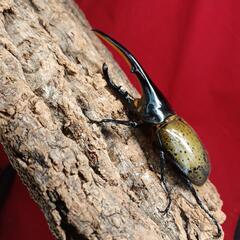 ヘラクレスオオカブト 幼虫 ①の画像