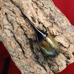 ヘラクレスオオカブト 幼虫 ①の画像