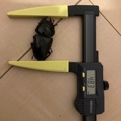 国産オオクワガタペア2 受け渡し決定の画像