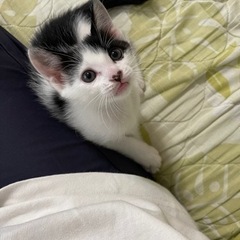 里親様決定しました！ありがとうございました