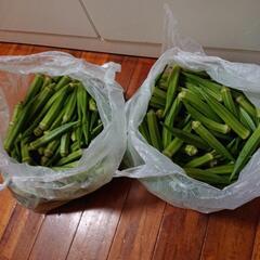 オクラ、胡瓜