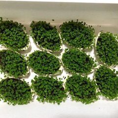 種から育てた水草の絨毯（器の最長10センチ）メダカが映える水草　...