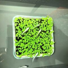 種から育てた水草の絨毯（器の最長10センチ）メダカが映える水草　めだかに良く合う水草　器ごと沈めるだけで簡単設置の画像