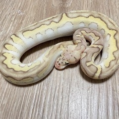 【沖縄】ボールパイソン販売中！🔥 - ペット