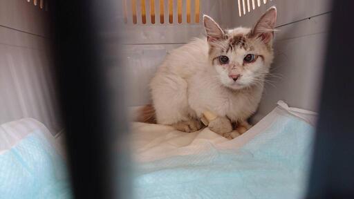 助けてあげて下さい！シャムミックス&幸せを呼ぶカギしっぽくんです