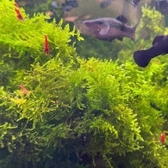 【土日手渡し】レッドチェリーシュリンプ・烈火シュリンプとブラックモーリーのセットの画像