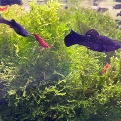 【土日手渡し】レッドチェリーシュリンプ・烈火シュリンプとブラックモーリーのセットの画像