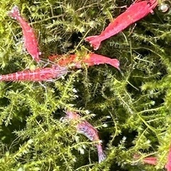 【土日手渡し】レッドチェリーシュリンプ・烈火シュリンプとブラックモーリーのセットの画像