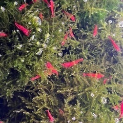 【土日手渡し】レッドチェリーシュリンプ・烈火シュリンプとブラックモーリーのセットの画像