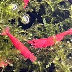 【土日手渡し】レッドチェリーシュリンプ・烈火シュリンプとブラックモーリーのセットの画像