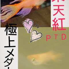 ♥️極上メダカ♥️東天紅パーティードレス♥️