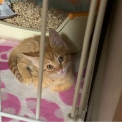 子猫ちゃんの里親募集中！