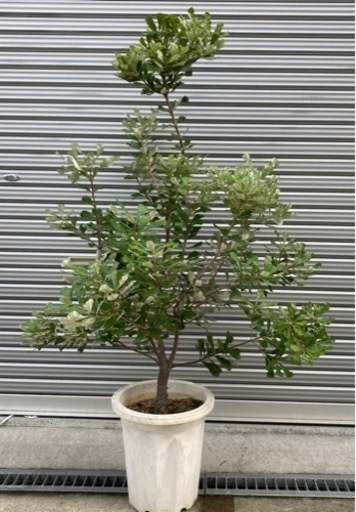 コーストバンクシア