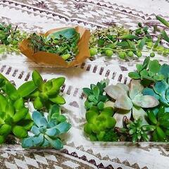 多肉植物 詰め合わせ④ 6月30日まで