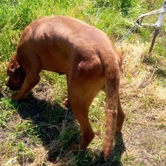 元闘犬の土佐犬男子、チイくん　静かで幸せな余生を望んでいます。 − 群馬県