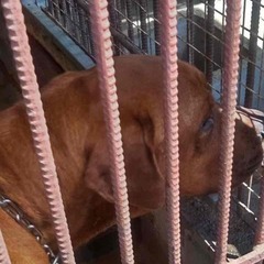 元闘犬の土佐犬男子、チイくん　静かで幸せな余生を望んでいます。 - 里親募集