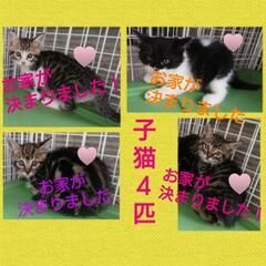 ロン毛の子猫ちゃん！！