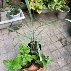 ハーブ(宿根) 3種類(終了しました)