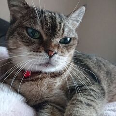 猫を探しています