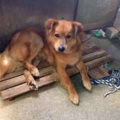 見つかりました‼️迷い犬探しています（茶色の雑種）