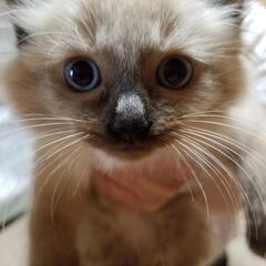 子猫の里親様募集(一旦停止致します)