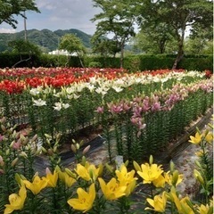 無事終了🎶篠山のユリ園に行きます‼️