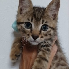 ふわふわ可愛いキジトラ3兄弟
