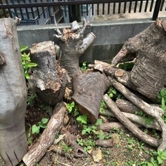 無料 薪 まき たきぎ 未乾燥木材 桜などの画像