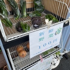野菜100円販売★夏野菜 - 橿原市