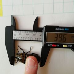 2000円　39.6mm　ババオウゴンオニクワガタ♀単品