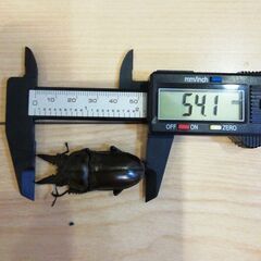 3000円　54.1mm　ババオウゴンオニクワガタ♂単品