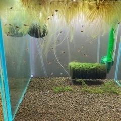 アピストグラマ　ビエジタ（wild）のF1稚魚30匹以上