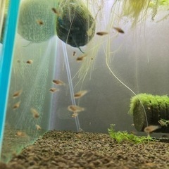 アピストグラマ　ビエジタ（wild）のF1稚魚30匹以上の画像