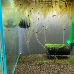 アピストグラマ　ビエジタ（wild）のF1稚魚30匹以上の画像