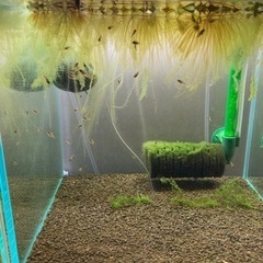 アピストグラマ　ビエジタ（wild）のF1稚魚30匹以上の画像