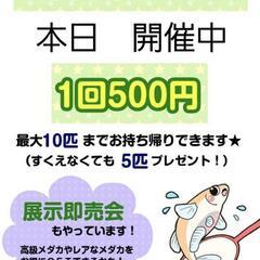 めだかすくい本日開催中