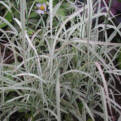 【本日15時まで！】水生植物3種類の画像