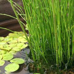【本日15時まで！】水生植物3種類の画像