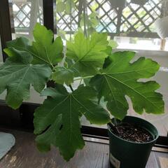 いちじく　ビオレソリエス　挿し木苗①