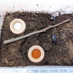 【事前予約】カブトムシ成虫　受付終了　※現在連絡とらせていただいている方までの画像